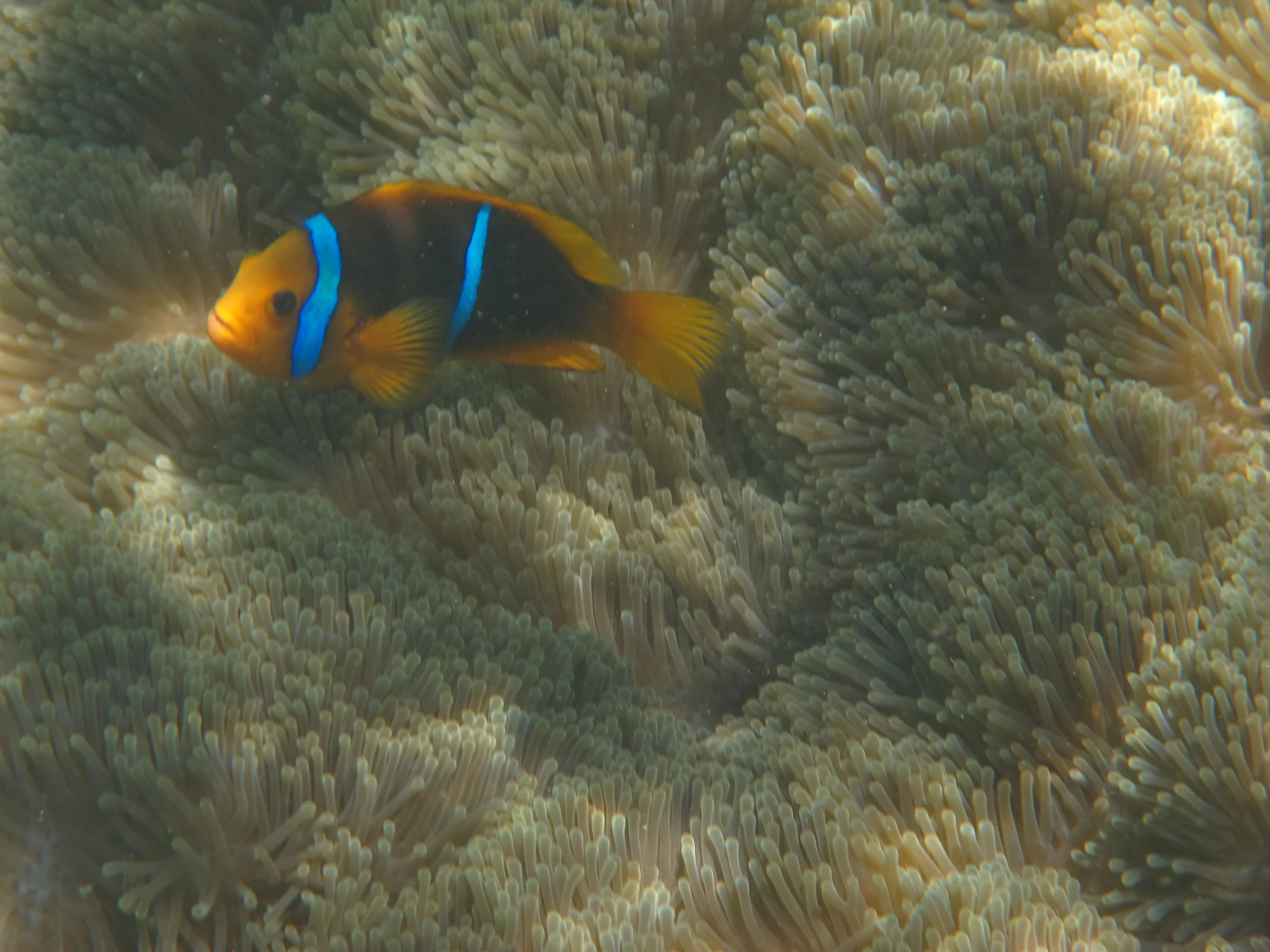 A clownfish in a French Polynesia reef.