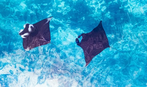 Two manta rays gliding in the Sape Strait, Komodo.