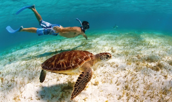 A turtle gliding over the sandy bottom.