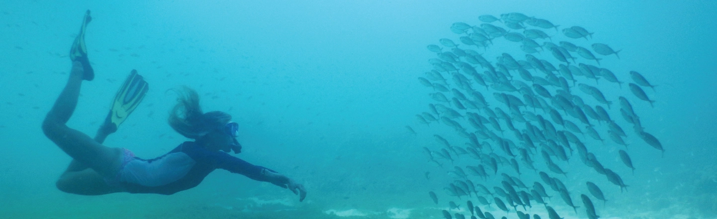 A dancing shoal in the Grenadines.