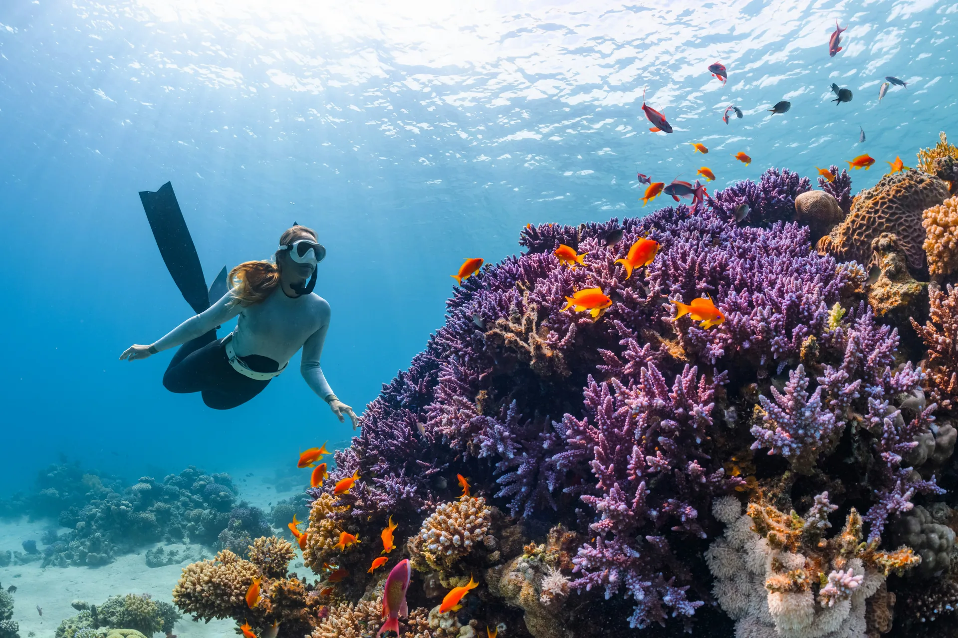 Underwater snorkeler at Borneo purple reef by Odyssea Yachting